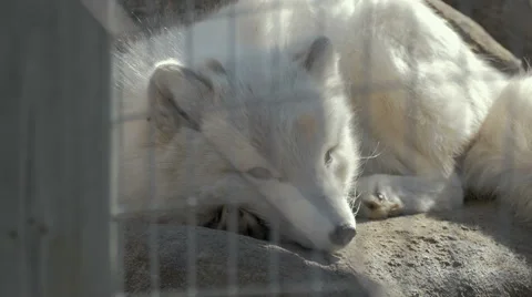 4K - Baby Artic wolf Video stock 62889688