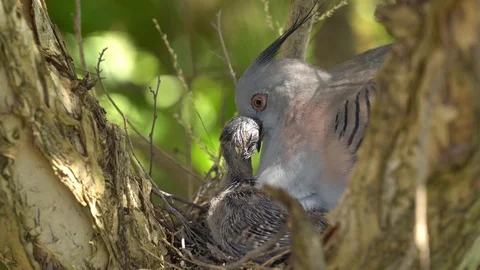 4k Baby Chick Settles Down To Sleep After Feed From Its Crested Pigeon Mum 스톡 동영상 105489564