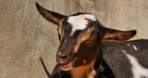 4K Baby Goat Rests while Chewing Cud Stock Footage 49833755