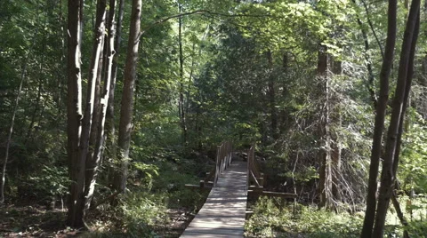 4k - Back view gimbal shot of a walk in forest Stock Footage 67208343