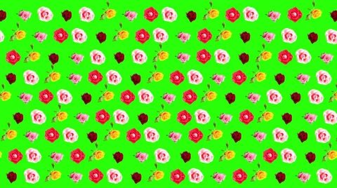 4K. Background of blooming roses time-lapse with green screen, Ultra HD Stock Footage 39347634