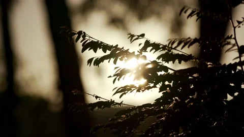 4K BACKGROUND MORNING LIGHT Stock Footage 195476322
