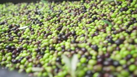 4K Background multi-coloured footage of olives transported on conveyor Stock-Footage 153091940