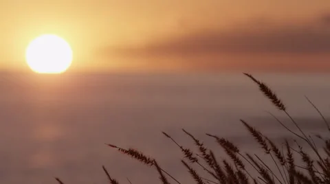 4K: Background Plate Shallow Depth Of Field on Sunsetting Stock Footage 66382303