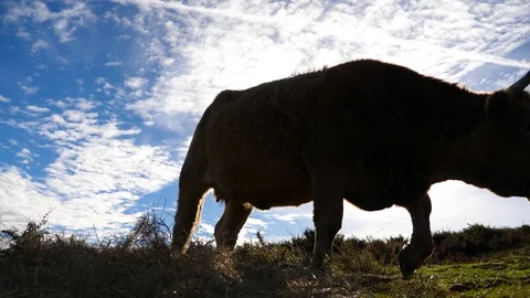 4K Backlight of cows grazing in a meadow in northern Spain at sunset Stock Footage 106929382