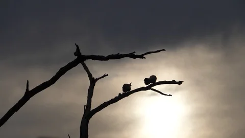 4K backlight of a pair of wild crested doves of Australia (Ocyphaps lophotes) Stock Footage 106931704
