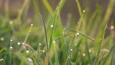 4K Backlit Beautiful Real Shot of Crystal Dew on Grass Stock Footage 340398344