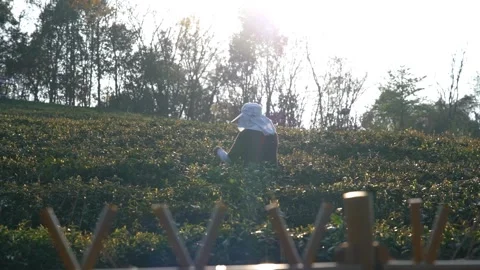 4K Backlit Rural Tea Picking Real Shot Stock Footage 340404294