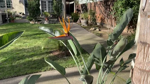 4K In the Backyard Stock Footage 147768714