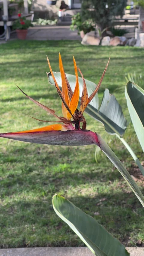 4K In the Backyard Stock Footage 147768715