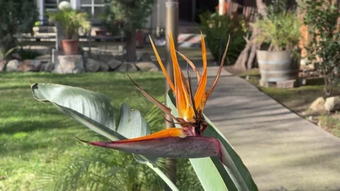 4K In the Backyard Video stock 147768788