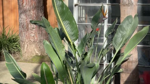 4K In the Backyard Stock Footage 147769302