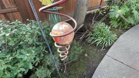 4K In the Backyard Stock Footage 147769320