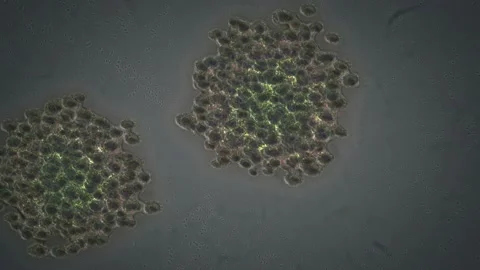 4K - Bacteria forming colonies with alpha channel Stock Footage 107677238