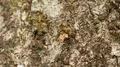 4K Bagworm Moth (Psychidae) Caterpillar Crawling 4k or 4k+ Resolution