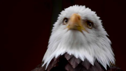 4K Bald Eagle Blink Slow Motion Close Up Animal Nature Portrait, Wild Bird Stock Footage 289237615