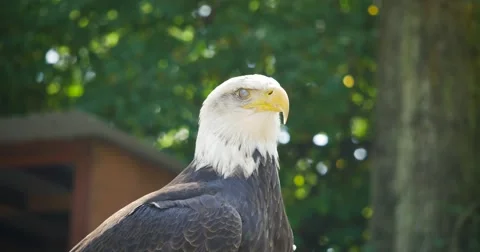 4k - Bald eagle Video stock 52456245