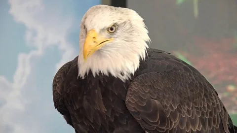 4k bald eagle Stock Footage 82795816