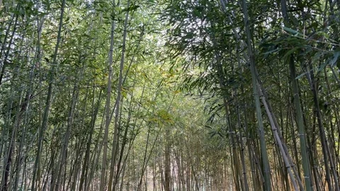 4K Bamboo Forest Sun Flare Yixing China Stock Footage 333894176