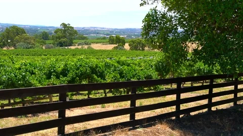 4k Barossa Valley, South Australia, views of grapevines against landscape. Stock Footage