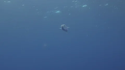 4k Barracuda Swimming Near Surface Video stock 117085331