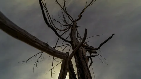 4K Barren land dead tree against dark sky timelapse Stock Footage 74233320