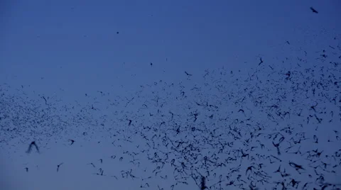 4K Bat Sky Swarm Stock Footage 41437451
