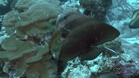 4K batfish being cleaned by cleaner fish on a coral reef off Maldives 動画素材 262841424