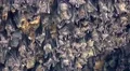 4k Bats close up hanging at wall entry of bat cave temple Goa Lawah Bali 4k or 4k+ Resolution