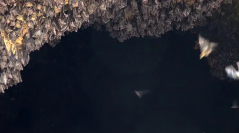 4k Bats flying at entry of bat cave temple Goa Lawah Bali Stock Footage 68345707