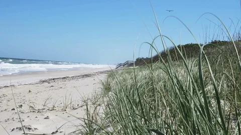4K Beach Grass Gently Blowing in Wind in Melbourne, FL Stock Footage 104602144