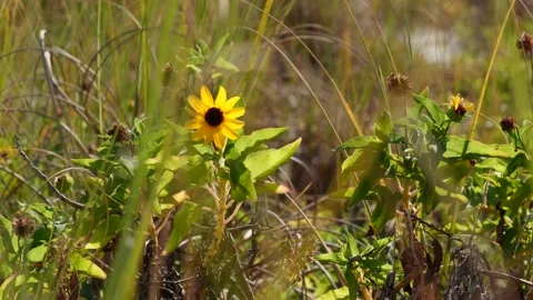 4K Beach Sunlit Sunflower Cinematic Through Grass Stock Footage