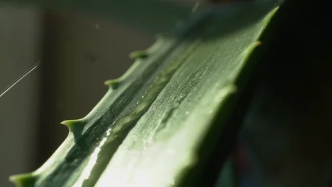 4K Bead of Water Slides Down Aloe Vera Plant Leaf Stock Footage 114146975