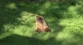 4k Bear relaxing on his belly in the evening sun on grass 4k or 4k+ Resolution