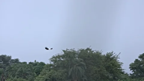 4k Beautful eagle flying in the trees of akagera nationl. Stock Footage 112204499