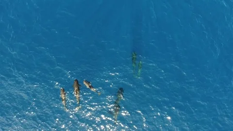 4K Beautiful aerial of group Pilot Whales Family Swimming in the athantic ocean Stock Footage