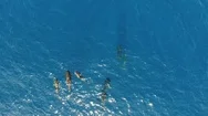 4K Beautiful Aerial Of Group Pilot Whales Family Swimming In The Atlantic Ocean Stock Footage
