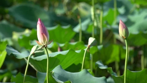 4K Beautiful Backlit Real Shot of Budding Lotus Flowers in Summer Stock Footage 340404277