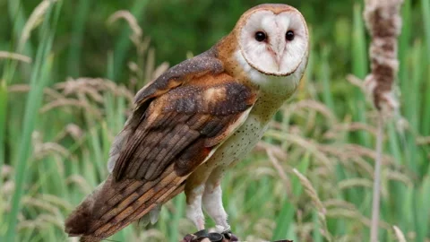 4K Beautiful Barn Owl Close Up, Wildlife Predator Hunter Bird Feeding Video stock 289237140