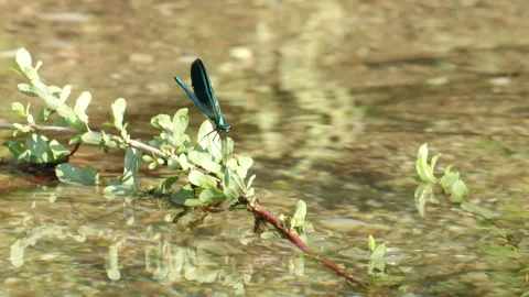 4K Beautiful Blue Dragonfly Resting on Branch in Clear River Water Stock Footage 341563813