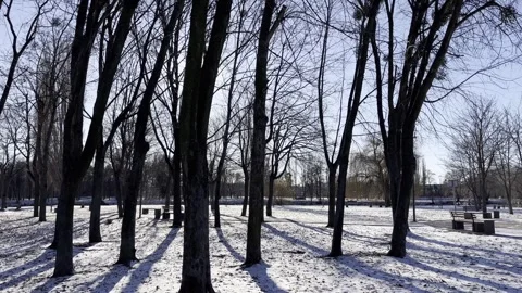 4K Beautiful Blue Shadows From Trees In Motion On Winter Snowy Ground. Sun Stock Footage 295871054