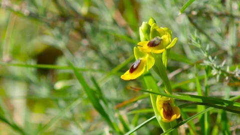 4k. Beautiful close-up of a wild orchid, Ophrys lutea Stock Footage