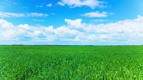4K .Beautiful clouds over green agricultural field. Time lapse without birds Stockbeeldmateriaal 76696590