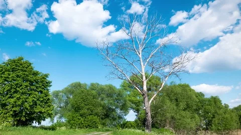 4K .Beautiful clouds over rural area with the dried-up tree.  Time lapse without Stockbeeldmateriaal 76696338