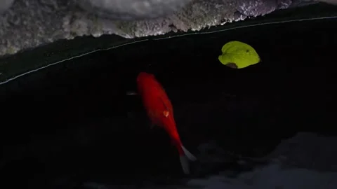 4k Beautiful colored Koi fish are eating moss 動画素材 273899694