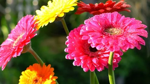 4k Beautiful colorful gerbera flowers in natural garden setting with light le Stock Footage 80292353