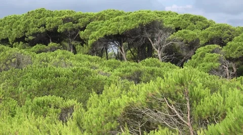 4K Beautiful ever green pine forest Greece exotic island tropical vegetation day Stock Footage 54541920