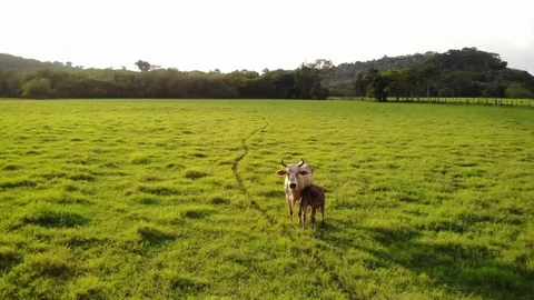 4K Beautiful Field with Cows run Stock Footage 98765307