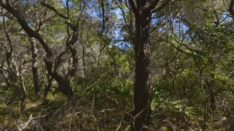 4K Beautiful Forest Tree Landscape 库存影片 111282380