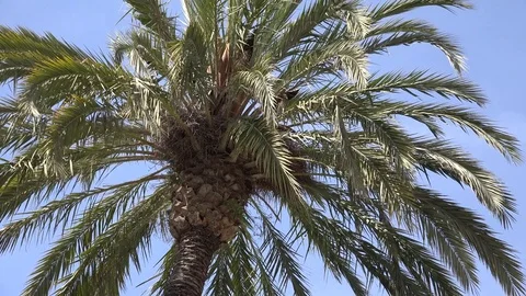 4K Beautiful green palm tree in windy sunny day blue sky exotic paradise place Stock Footage 76720708